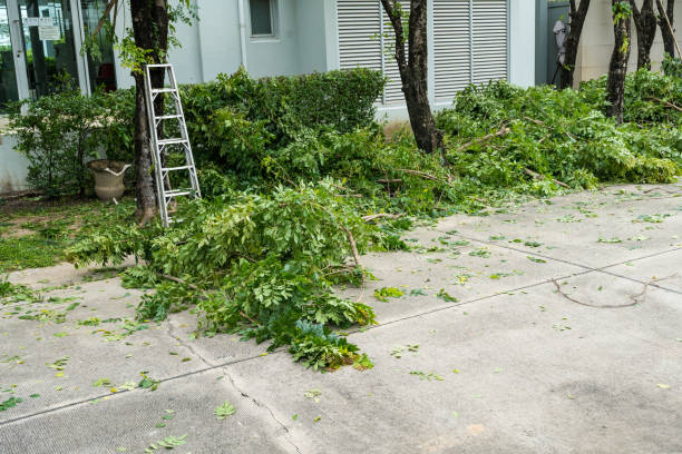 Tree Removal for Businesses in South Gull Lake, MI